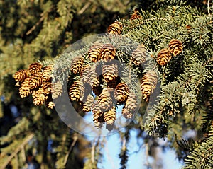 Black Spruce Or Picea Mariana Cones photo