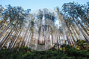 The Black Spur in Australia