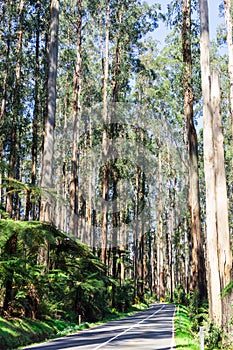 Black Spur drive through the Great Dividing Range, Australia