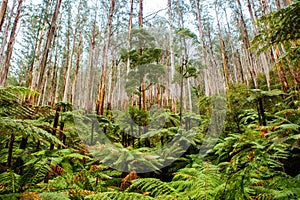 Black Spur Scenery in Australia