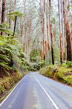 Black Spur Scenery in Australia