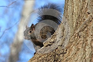 Black Squirrel