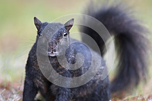Black squirrel