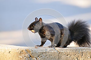 Black Squirrel with Acorn