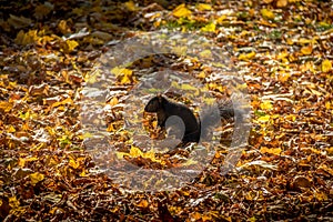 Black Squirrel between the autumn leaves of Queens Park - Toronto, Ontario, Canada