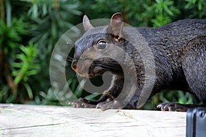 Black squirrel