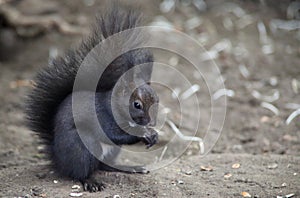 Black squirrel