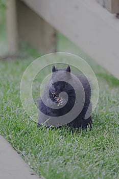 Black Squirrel