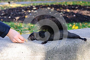 Black squirrel eating out of a hand