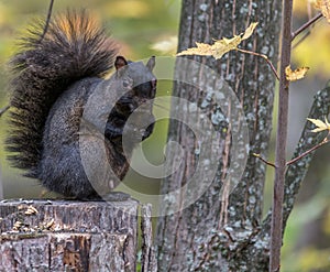 Black Squirrel in Fall, Tylee Marsh, Rosemere, Quebec, Canada