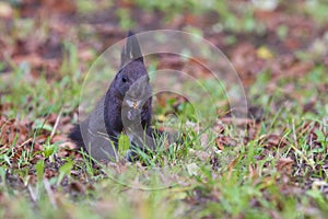 Black squirrel in the grass eats a nut