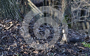A Black Squirrel Holds Nut in Forest