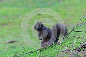 Black squirrel on the lawn