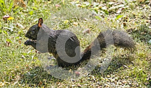 Black squirrel eating on the grass