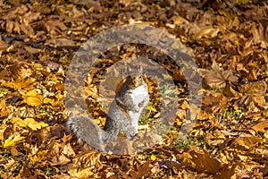 Black Squirrel looking to the camera between the autumn leaves of Queens Park - Toronto, Ontario, Canada