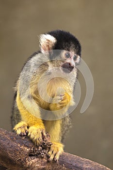 Black Squirrel Monkey on branch