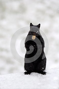 Black squirrel with peanut