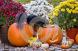 black squirrel peers into the inside of a grinning Halloween pumpkin.