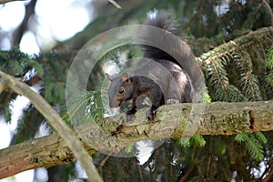 Black squirrel