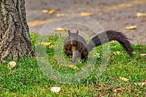 A Black Squirrel Posing For The Camera