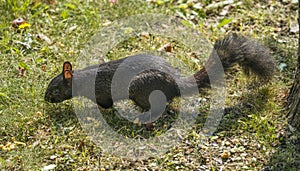 Black squirrel walking on the grass