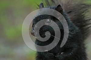 Black Squirrel - Sciurus carolinensis