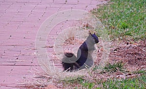 Black Squirrel Sciurus niger standing on the street