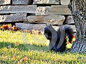 Black squirrel in the shade of a tree