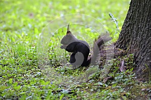 Black squirrel sits in a park
