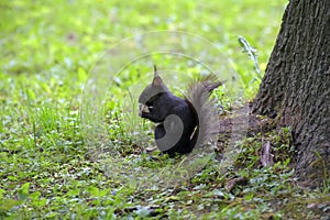 Black squirrel sits in a park