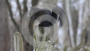 A black squirrel sits on wood stump