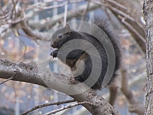 Black Squirrel Sitting on Tree Branch