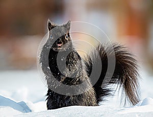Black squirrel in the snow photo
