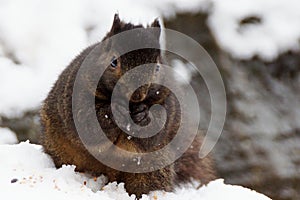 Black Squirrel In Snow