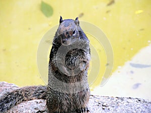 Black Squirrel Standing Up Looking