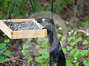 A black squirrel stealing the bird's food.
