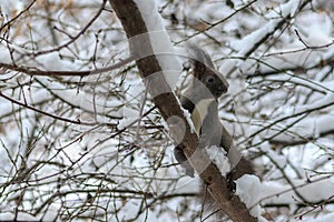 Black squirrel with a white belly among the snow-covered branches