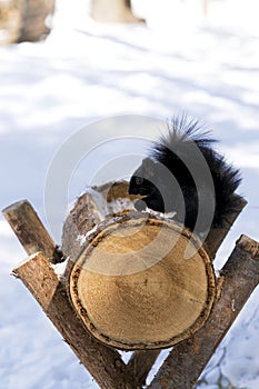 Black Squirrel in Winter