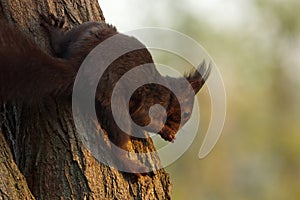 Black squirrel in the woods.