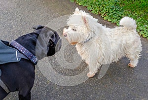 A black Staffordshire bull terrier dog meets a West Highland White Terrier . The Staffie dog is wearing a harness.