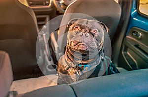 Black Staffordshire bull terrier dog on rear seat of car attached safely with a harness and restraint strap clipped in seat belt