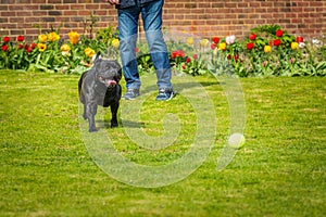 Black Staffordshire bull terrier dog running chasing after a tennis ball thrown by a man, on grass in a garden or back yard