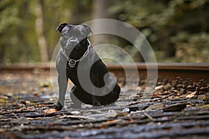 Black Staffordshire Bull Terrier puppy on the rails in the forest