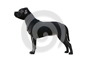 Black Staffordshire Bull Terrier stand isolated