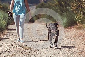 Black Staffordshire Bull Terrier walking with its owner on a path through the greenery