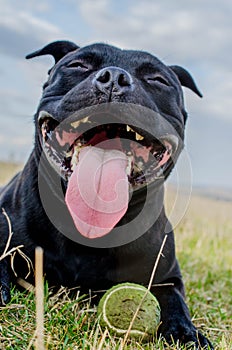 Black Staffordshire Terrier