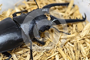 Black Stag Beetle Close-Up on Straw