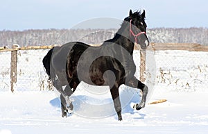 Black stallion