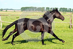 Black stallion