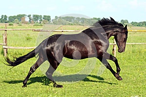 Black stallion